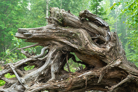 不忘根圆形树枝和树根木头树干伤害风暴损害碎片灰色荒野森林暴风雪背景