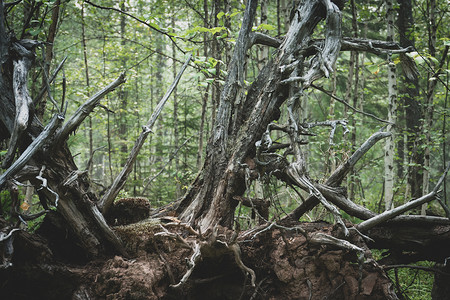 不忘根树干和枯枯的灰色根 旧干枯根树从地上长出来伤害森林荒野碎片损害棕色木头树根生态风暴背景