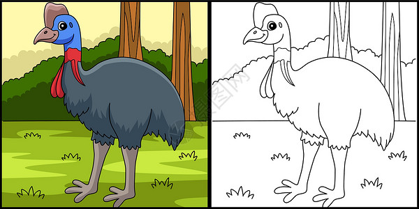 Cassowary 鸟类动物的颜色说明背景图片