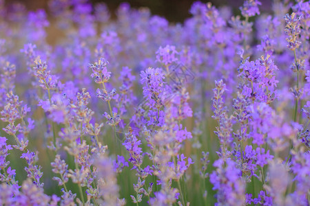 出处美丽的紫罗兰花花的紫花丛背景