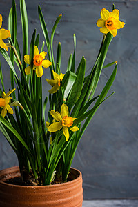 黄色的花盆季节性家室内装饰和花水仙花盆花瓣绿色风格水仙花植物水仙黄色树叶房子晴天背景