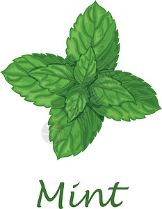淡薄薄膜叶 香味药用植物 用于调料 白背景的矢量插图单枝条香料宏观味道叶子树叶香脂食物植物群香气插画