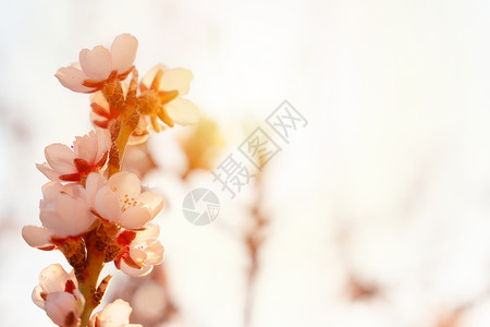 从樱花芽开花杏仁树的花在晴天 与开花的树的美丽的自然场面 春天的花朵 美丽的果园 文本的春天空间背景