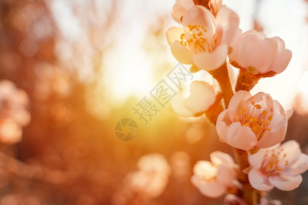 从樱花芽开花反对日落的杏仁树的花 与开花的树和太阳耀斑的美丽的自然场面 春天的花朵 美丽的果园 文本的春天空间季节紫色宏观植物晴天叶子樱花时背景