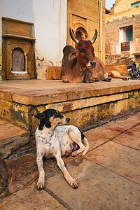 斋沙默尔躺在街头的印度奶牛家养宠物街道动物宗教伴侣生活哺乳动物场景旅行背景