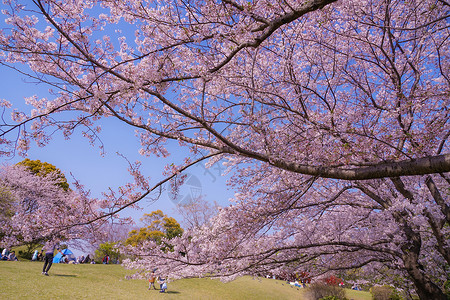 横滨市全盛的樱花花粉色晴天特征木头植物花瓣樱花树木弹簧蓝天背景图片
