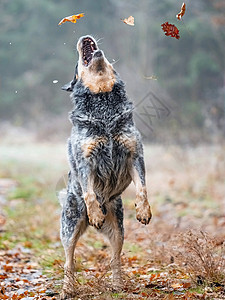 澳洲牧牛犬澳大利亚牛狗在捕捉秋天落树叶时的行动跑步犬类院子活力享受毛皮空气哺乳动物雪地叶子背景