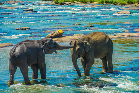 大象戏水野象图像斯里兰卡平纳拉好天气眼睛天空团体鼻子动物园陆地动物生物家庭背景