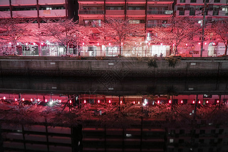 夜樱夜景花瓣植物粉色树木樱花皮革背景图片