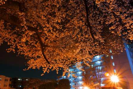 夜樱花的画面花瓣晴天天空绿色红色照明植物夜景木头城市背景图片