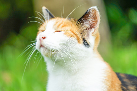 三毛央草地上的三合猫小猫陆地草原场地哺乳动物杂草动物宠物流浪猫野草背景