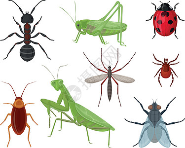 昆虫 一大群昆虫 如蚂蚁 蚱蜢 瓢虫和蚊子 蟑螂蜱以及螳螂和苍蝇 收集昆虫 矢量背景图片
