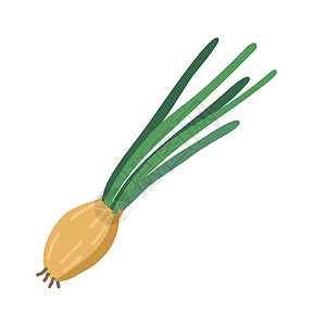 酸辣鸡胗在白色背景上隔离的绿洋葱 健康的蔬菜 矢量图解设计图片