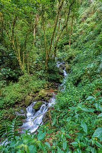 哥斯达黎加圣赫拉尔多德多塔热带风景叶子清水溪流环境旅行运动公园森林背景