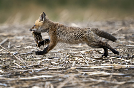 年轻狐狸箱荒野幼兽红狐野生动物成套小狐狸少年婴儿宝宝工具背景图片