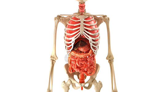 动画模型素材白3D图解3d医学动画上的骨质人型人体模型内器官胸部静脉流动肋骨身体主动脉心室射线保健生活背景