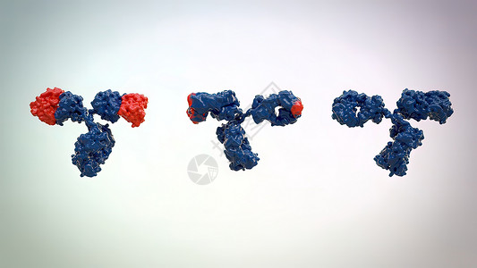 典型的抗体分子结构 反体和氨基酸免疫学细菌聚合物生物药品氨基化学生物学表位疫苗背景图片
