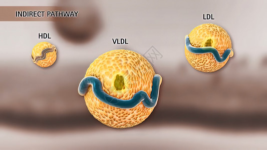 人体新陈代谢高密度脂蛋白新陈代谢和逆转胆固醇迁移药品传染细胞质医疗科学医学静脉受精卵分子结构背景