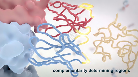 典型的抗体分子结构 反体和氨基酸细菌技术酶标诊断化学宏观生物免疫学疫苗单抗背景图片