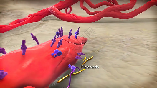 3D医疗图解 三维分立体细胞 空间孤立的缩缩式细胞Pericytes心脏病失血人体生物学疾病代谢身体心血管图形科学背景