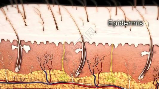 皮肤解剖图 比较好的皮肤和有皱纹的皮肤 显示年轻皮肤和老年皮肤的皮肤横截面图护理激素血管卵泡组织皮下药品神经疾病乳突背景图片