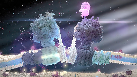加泰宁在癌症发育中发挥作用医疗生理吞噬细胞癌细胞药品宏观倍率受精卵结构微生物学背景图片