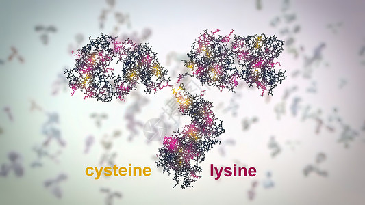 典型的抗体分子结构 反体和氨基酸细菌诊断酶标技术单抗氨基生物聚合物原子免疫学背景图片