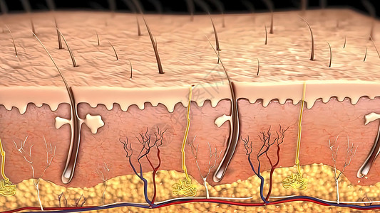 皮肤解剖图 比较好的皮肤和有皱纹的皮肤 显示年轻皮肤和老年皮肤的皮肤横截面图头发静脉毛孔药品绘画真皮女性皮下乳突纤维背景图片