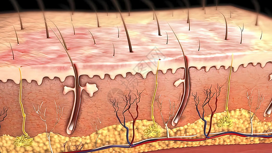 皮肤图皮肤解剖图 比较好的皮肤和有皱纹的皮肤 显示年轻皮肤和老年皮肤的皮肤横截面图生物学纤维女性动脉卵泡毛孔乳突疾病药品皮下背景