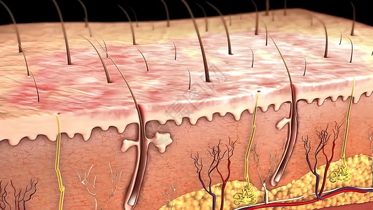 皮肤图皮肤解剖图 比较好的皮肤和有皱纹的皮肤 显示年轻皮肤和老年皮肤的皮肤横截面图疾病乳突起皱动脉真皮生物学女性血管解剖学组织背景