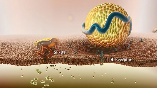 细胞质高密度脂蛋白新陈代谢和逆转胆固醇迁移计算机药品医学受精卵脂肪传染科学细胞结构背景