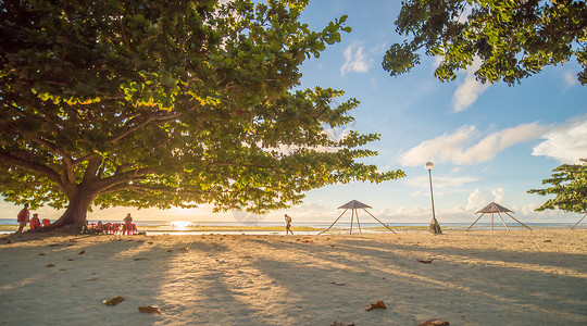 游客在一棵大落叶生命树下 叶子是红绿色的 清晨的阳光透过异国情调的安达海滩上的树叶 薄荷岛 菲律宾 拍摄运动背景图片