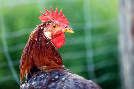 一个色彩多彩的公鸡注意到摄影师 回头看自由的高清图片素材