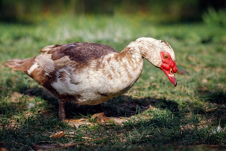 在草地上散步的马斯科维鸭公高清图片
