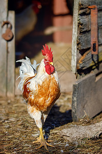 黄腿大腿养公鸡 从母鸡家出来门高清图片素材
