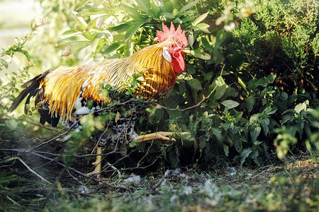 一只公鸡在草地上行走 - 股票照片自由的高清图片素材