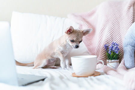 茶犬狗披着毯子的吉娃娃狗 倒满了热茶或咖啡动物卧室杯子早餐小狗耳朵爪子寝具宠物电脑背景