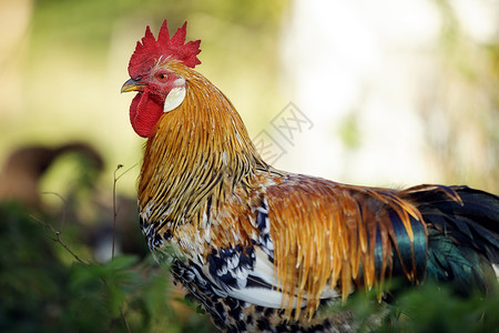 美丽的公鸡 多彩的公鸡 - 股票照片男性高清图片素材