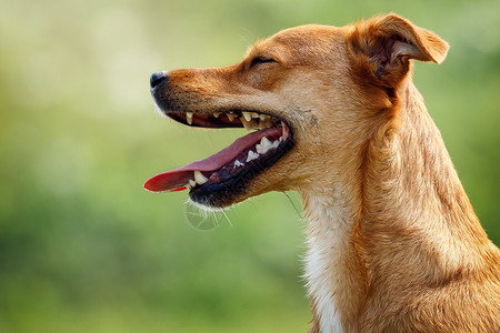 狗嘴套喜欢笑的棕色狗的肖像背景