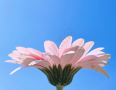 蓝口贝花的非洲菊高清图片