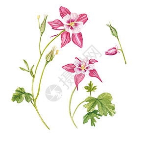 粉红色的耧斗菜花 手绘 外来植物 水彩画集的花朵和叶子 手绘花卉插图隔离在白色背景上 植物 适用于设计 明信片盛开高清图片素材