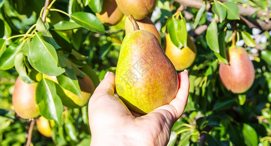 在梨树上生长的梨梨 梨园选择性重点食物农业小吃收成水果季节植物园艺花园果园背景图片