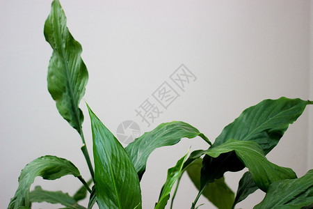 抽象绿色叶质素 绿色自然背景 spatifilum花高清图片素材