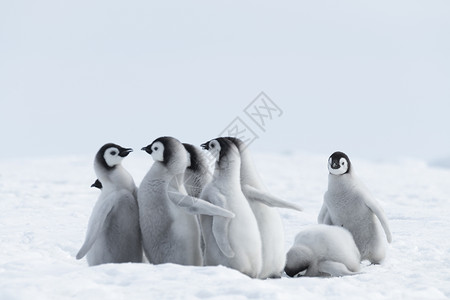 德尔素材皇帝在南极洲的冰上捕企鹅小鸡冻结白色婴儿水平家庭讲话野生动物动物背景