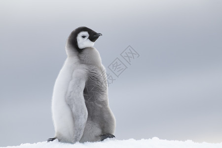 一只企鹅朝上寒冷的可爱的高清图片