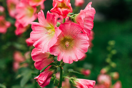 柿科植物绿色院子里的粉红鲜花背景