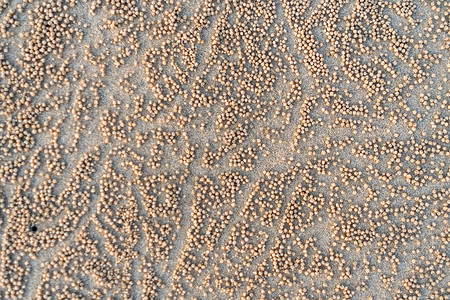 棕色沙质背景 从细沙背景图片