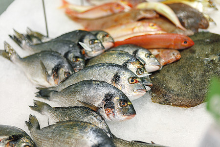 在超市的冰柜上 排在不同的新鲜鱼海洋甲壳饭馆柜台鲈鱼鱼片动物养殖渔业烹饪背景图片