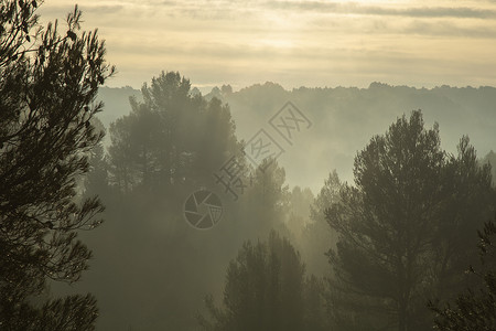 黄金时分的福吉森林风景时段天空薄雾日落黄金图层分支机构背景图片