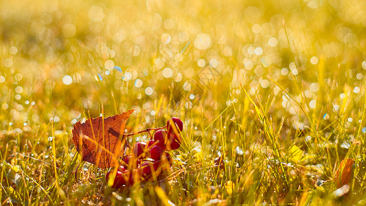 柞浆草秋 秋 秋横旗 橙田草 叶子和黄昏的果浆背景